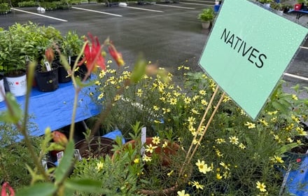 Plant Sale